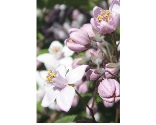 FloraSelf Deutzia 'Mont Rose' H 80-100 cm Co 4 L