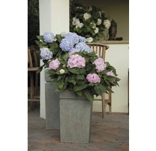Hortensie Hydrangea macrophylla H 20-35 cm Co 5 L roz