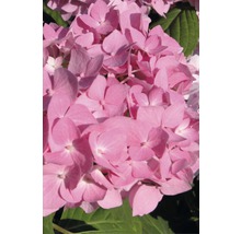 Hortensie Hydrangea macrophylla H 20-35 cm Co 5 L roz