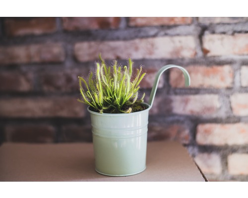 Planta roua cerului în ghiveci