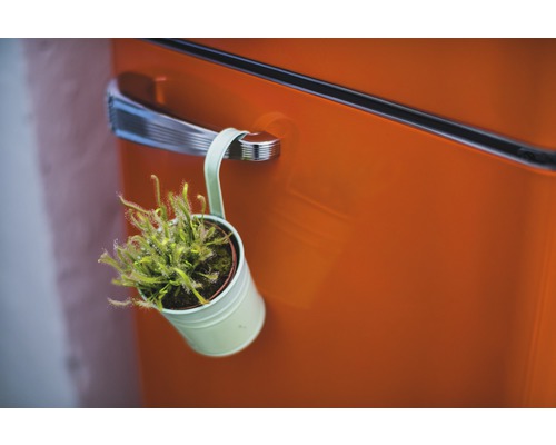 O plantă Drosera într-un ghiveci atârnă de un mâner de ușă.