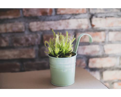 Planta roua cerului în ghiveci