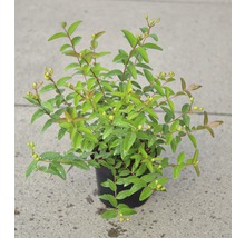 Plantă de sunătoare în ghiveci
