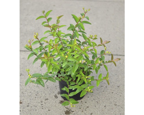 Plantă de sunătoare în ghiveci