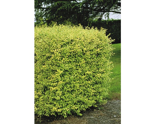 Lemn câinesc FloraSelf Ligustrum ovalifolium ‘Aureum‘ H 50-60 cm Co 4 L