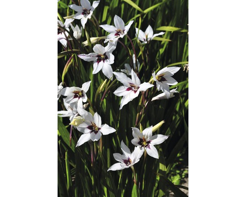 Prim-plan cu plante de gladiole cu flori albe și accente roșu închis