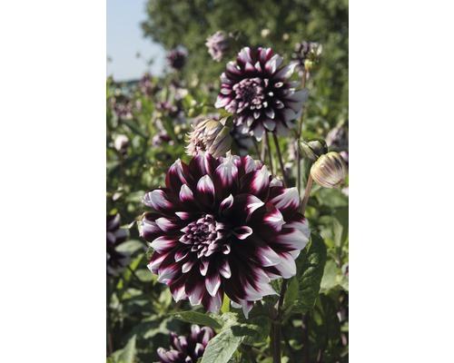 Prim-plan al unei dalii în grădină