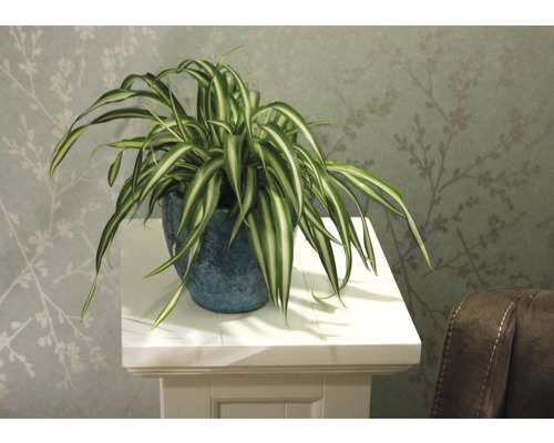 Crin verde în ghiveci pe un piedestal