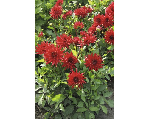 Grup de dalii roșii în stratul de grădină