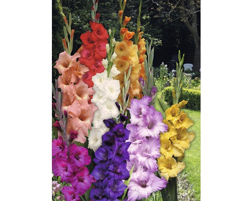Gladioli multicolori în grădină
