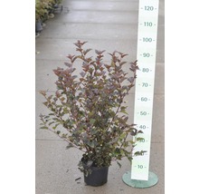 Arbust Physocarpus într-un ghiveci cu indicator de dimensiune.