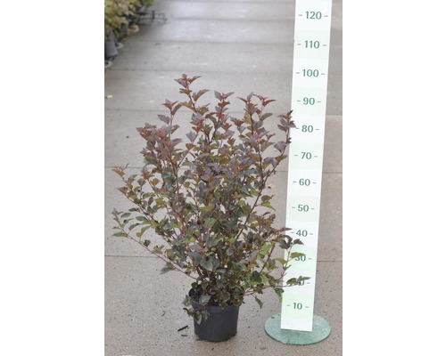 FloraSelf Physocarpus opulifolius 'Diabolo'® H 60-80 cm Co 4 L