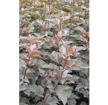 FloraSelf Physocarpus opulifolius 'Diabolo'® H 60-80 cm Co 4 L