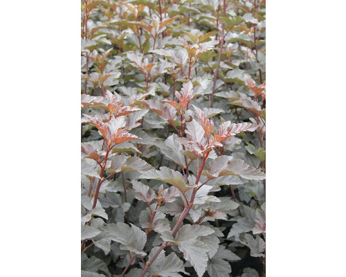 FloraSelf Physocarpus opulifolius 'Diabolo'® H 60-80 cm Co 4 L