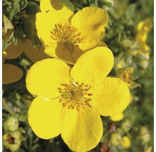 Detaliu cu flori galbene de Potentilla fruticosa