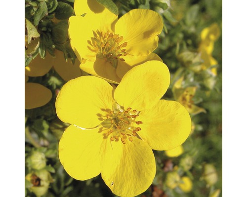 Detaliu cu flori galbene de Potentilla fruticosa