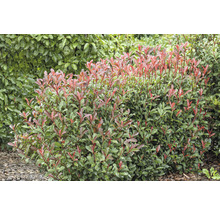 În imagine este un gard viu de photinia.