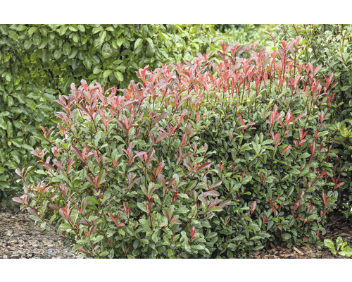 În imagine este un gard viu de photinia.