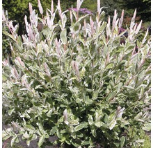 Arbust ornamental Salix integra Hakuro Nishiki în grădină