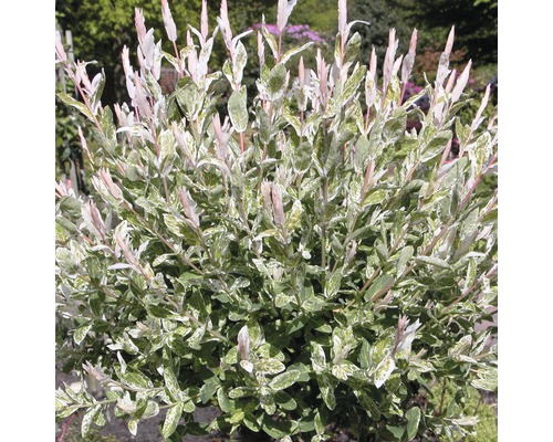 Arbust ornamental Salix integra Hakuro Nishiki în grădină