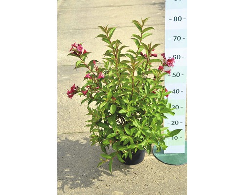 Arbust de Weigelia înflorită în ghiveci