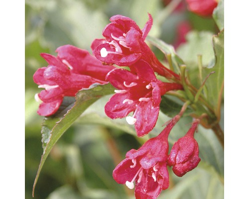 Prim-plan cu o Weigelia înflorită în grădină.