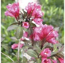 Weigelia înflorită în grădină