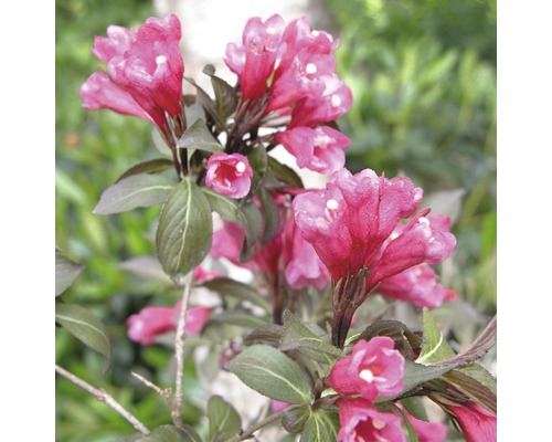 Weigelia înflorită în grădină