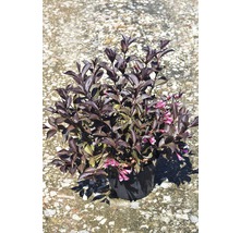 Weigelia înflorită în ghiveci