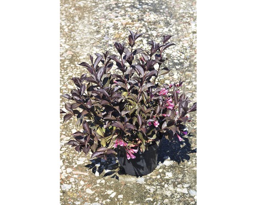 Weigelia înflorită în ghiveci
