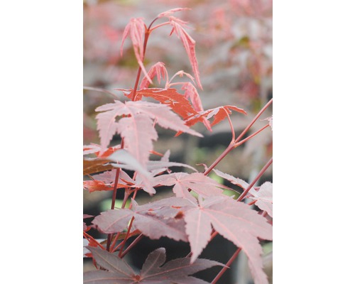 Arțar japonez roșu FloraSelf Acer palmatum 'Atropurpureum' H 40-60 cm Co 4 L Prim-plan cu frunze de arțar