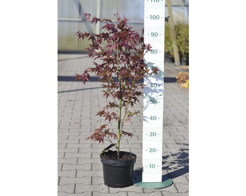 Arțar japonez în ghiveci cu indicarea dimensiunii