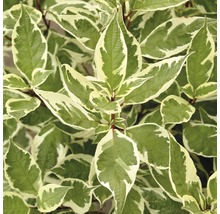 FloraSelf Cornus alba 'Ivory Halo' H 50-60 cm Co 4 L