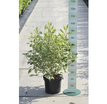 FloraSelf Cornus alba 'Ivory Halo' H 50-60 cm Co 4 L