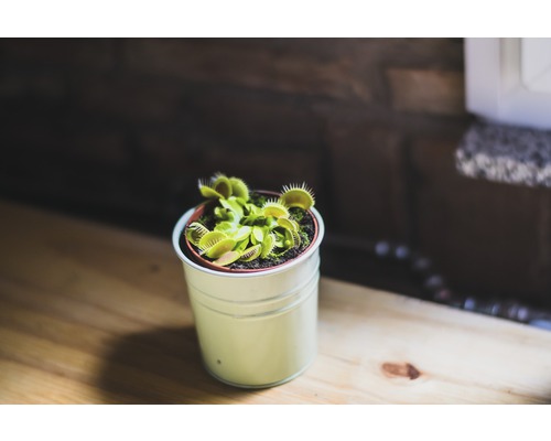 Venus Flytrap într-un ghiveci pe o masă