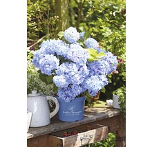 Hortensie Hydrangea macrophylla H 20-35 cm Co 5 L albastru