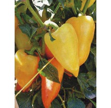 FloraSelf semințe de ardei Zlata-thumb-5