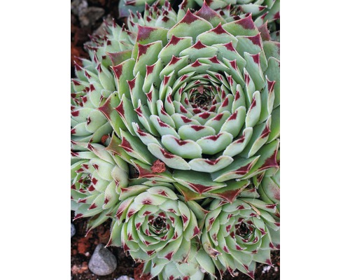 Urechelniță FloraSelf Sempervivum ghiveci Ø 13 cm buc