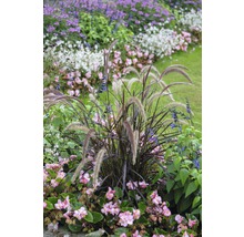 Iarbă Chinezească FloraSelf Pennisetum advena 'Summer Samba' H 10-20 cm Ø 14 cm