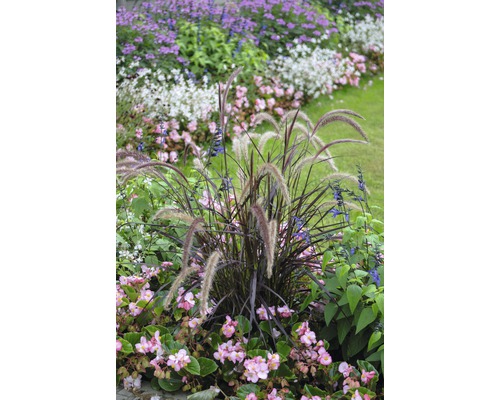 Iarbă Chinezească FloraSelf Pennisetum advena 'Summer Samba' H 10-20 cm Ø 14 cm Amenajare decorativă a grădinii cu ierburi ornamentale și plante cu flori