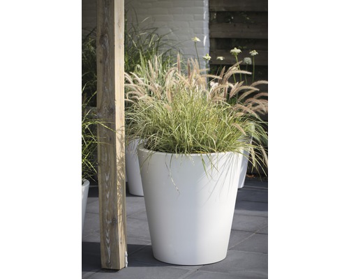Scenă cu un ghiveci alb cu iarbă ornamentală în grădină.