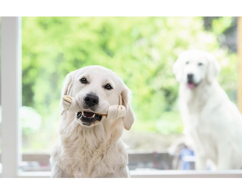 Un câine ține un os în gură, un alt câine în fundal