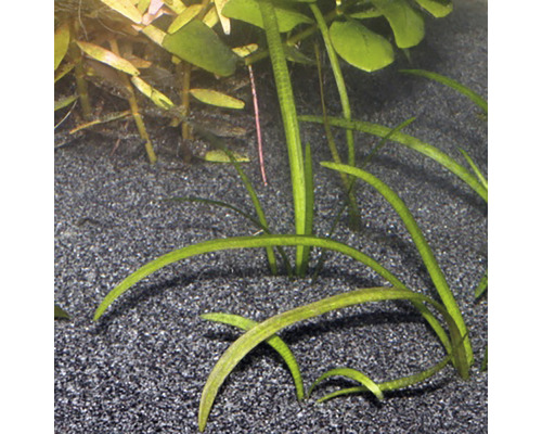Acvariu cu plante Vallisneria pe fund de pietriș
