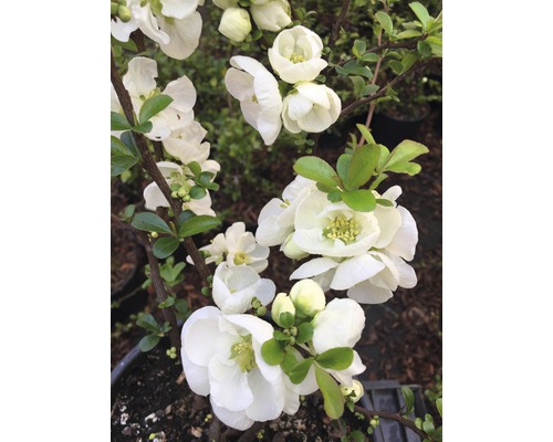Gutui Japonez alb FloraSelf Chaenomeles superba 'Jet Trail' H 50-60 cm Co 5 L Gutui japonez cu flori albe
