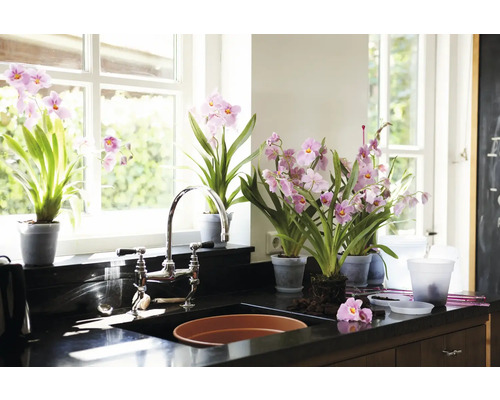 Bucătărie luminoasă cu orhidee roz în ghivece pe un blat