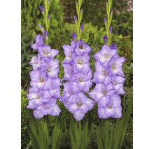 Bulb FloraSelf® gladiolă, 'Blue Frost', albastră, 10 buc-thumb-1