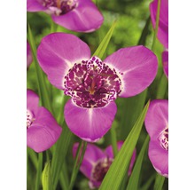 Bulb FloraSelf®, Tigridia, roz, 15 buc-thumb-1