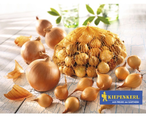 Ceapă și semințe de ceapă într-o plasă cu sigla Kiepenkerl