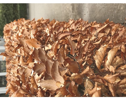 Prim-plan cu un gard viu cu frunze maro