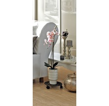 Orhidee decorativă într-un living pe role pentru plante.